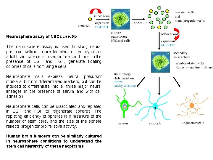 Neurosphere assay of NSCs in vitro. The neurosphere assay is used to study neural