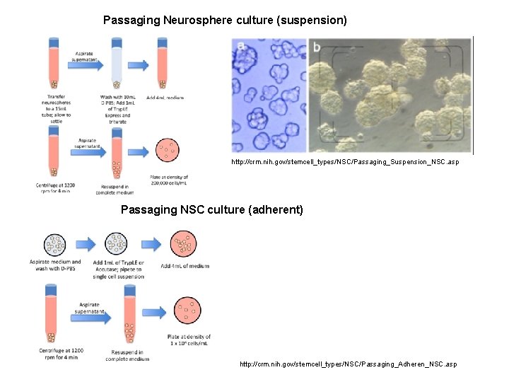 Passaging Neurosphere culture (suspension) http: //crm. nih. gov/stemcell_types/NSC/Passaging_Suspension_NSC. asp Passaging NSC culture (adherent) http: