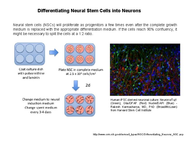 Differentiating Neural Stem Cells into Neurons Neural stem cells (NSCs) will proliferate as progenitors