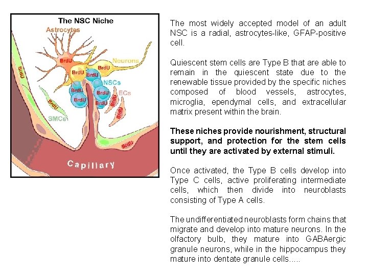 The most widely accepted model of an adult NSC is a radial, astrocytes-like, GFAP-positive