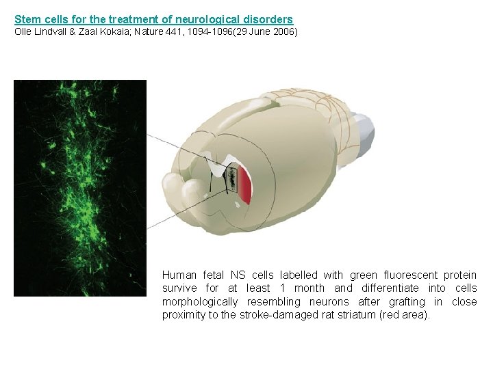 Stem cells for the treatment of neurological disorders Olle Lindvall & Zaal Kokaia; Nature