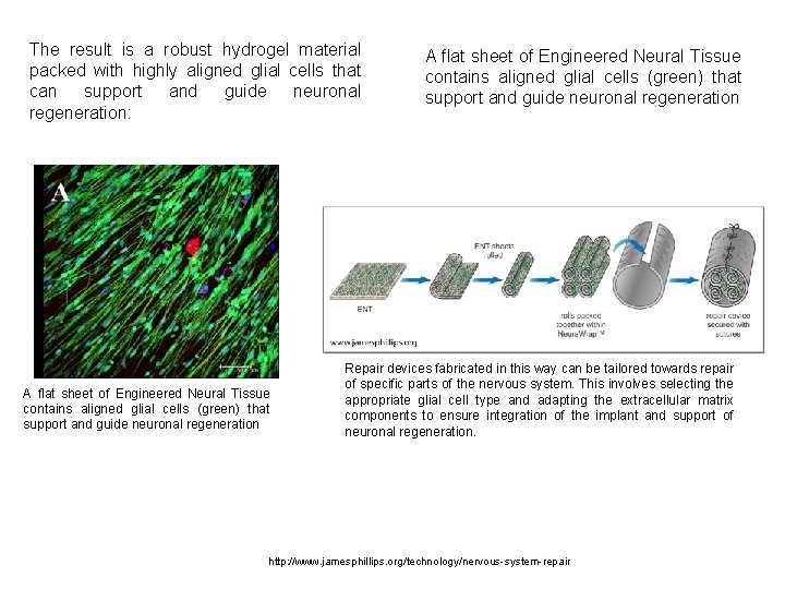 The result is a robust hydrogel material packed with highly aligned glial cells that