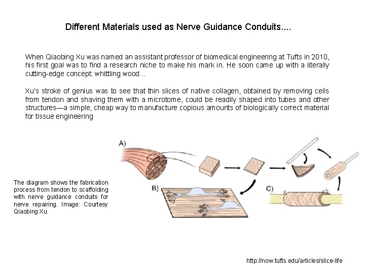 Different Materials used as Nerve Guidance Conduits. . When Qiaobing Xu was named an