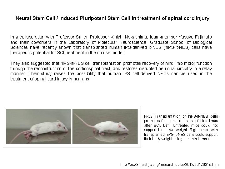 Neural Stem Cell / induced Pluripotent Stem Cell in treatment of spinal cord injury