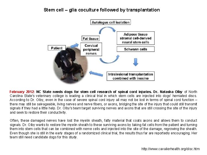 Stem cell – glia coculture followed by transplantation February 2012: NC State needs dogs