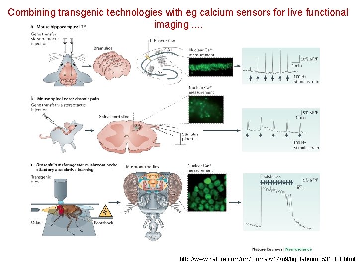 Combining transgenic technologies with eg calcium sensors for live functional imaging. . http: //www.