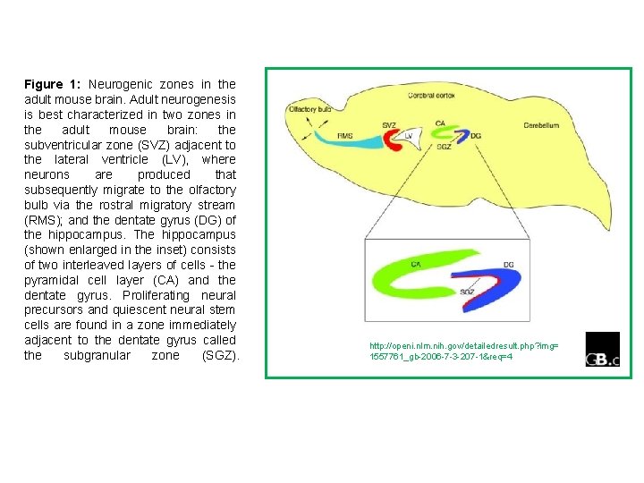 Figure 1: Neurogenic zones in the adult mouse brain. Adult neurogenesis is best characterized
