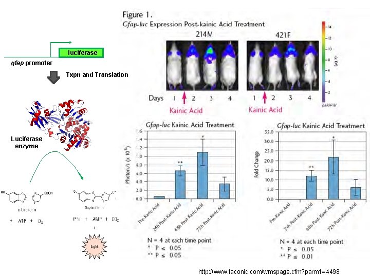luciferase gfap promoter Txpn and Translation Luciferase enzyme http: //www. taconic. com/wmspage. cfm? parm