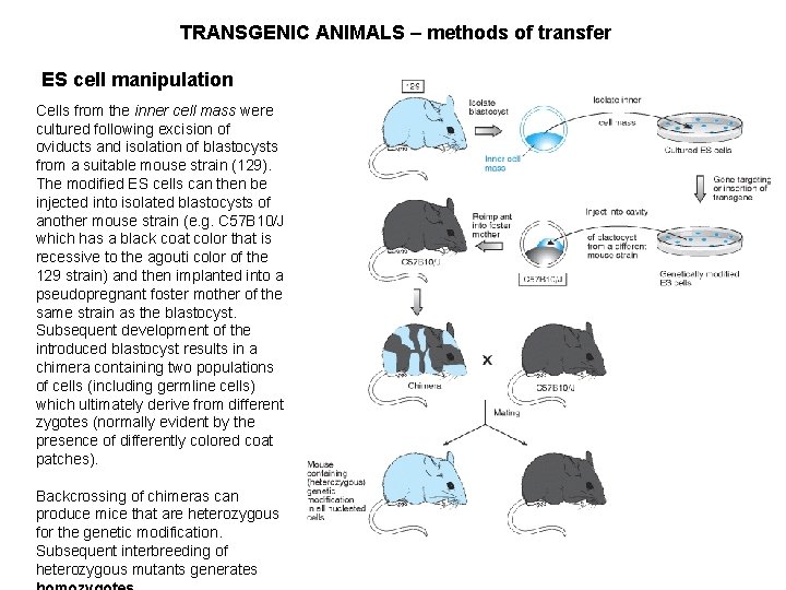 TRANSGENIC ANIMALS – methods of transfer ES cell manipulation Cells from the inner cell