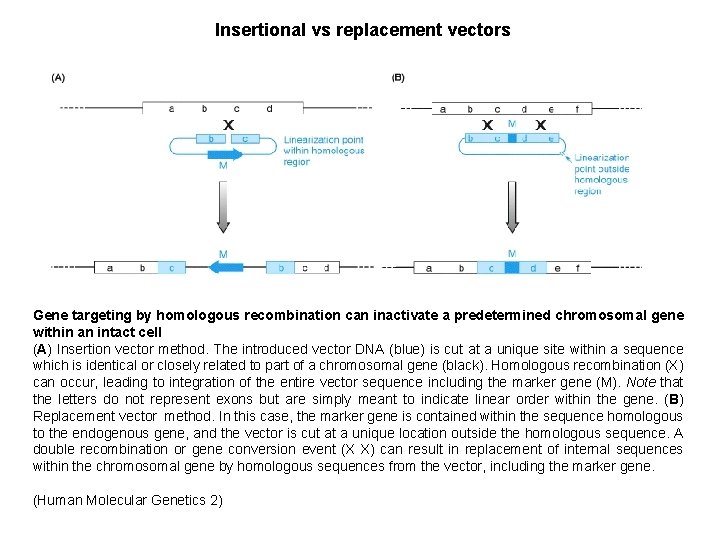 Insertional vs replacement vectors Gene targeting by homologous recombination can inactivate a predetermined chromosomal