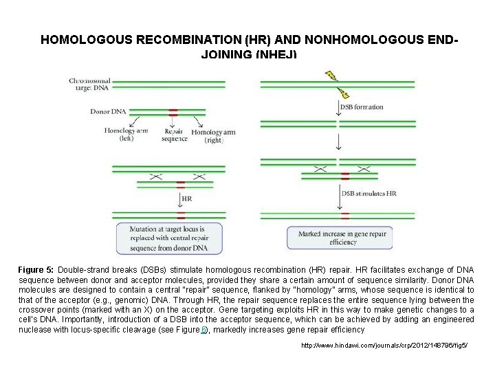 HOMOLOGOUS RECOMBINATION (HR) AND NONHOMOLOGOUS ENDJOINING (NHEJ) Figure 5: Double-strand breaks (DSBs) stimulate homologous