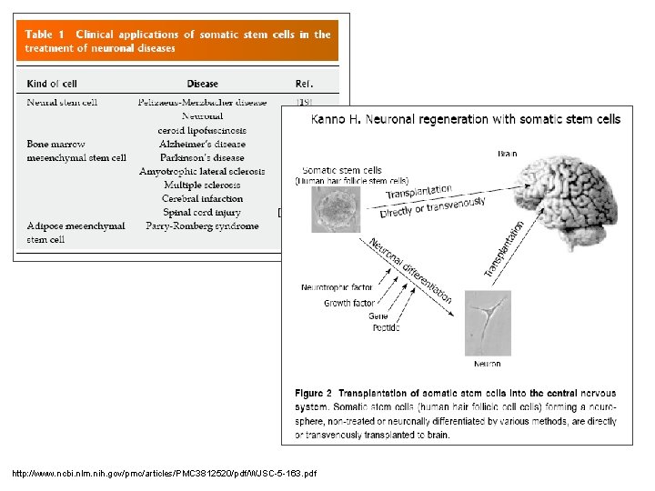 http: //www. ncbi. nlm. nih. gov/pmc/articles/PMC 3812520/pdf/WJSC-5 -163. pdf 