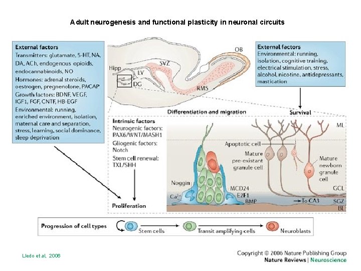 Adult neurogenesis and functional plasticity in neuronal circuits Lledo et al, 2006 