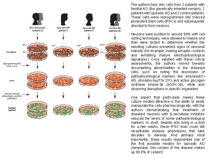 The authors took skin cells from 2 patients with familial AD (the genetically-inherited version),