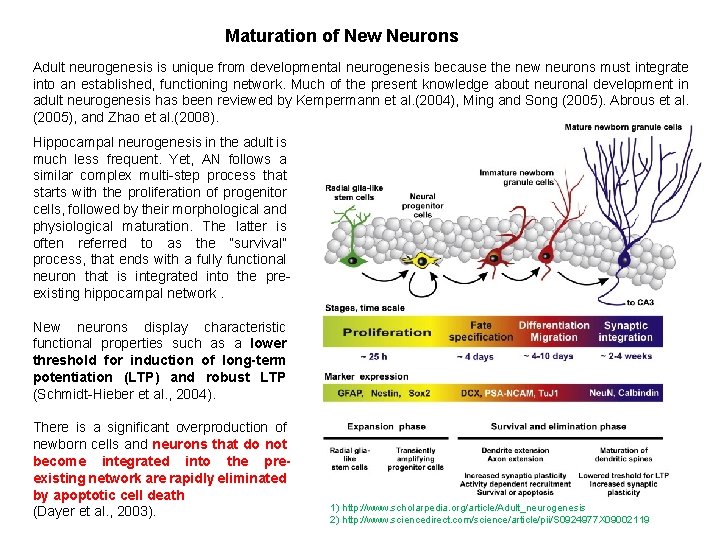 Maturation of New Neurons Adult neurogenesis is unique from developmental neurogenesis because the new