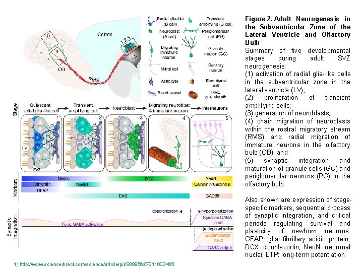 Figure 2. Adult Neurogenesis in the Subventricular Zone of the Lateral Ventricle and Olfactory