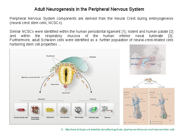 Adult Neurogenesis in the Peripheral Nervous System components are derived from the Neural Crest