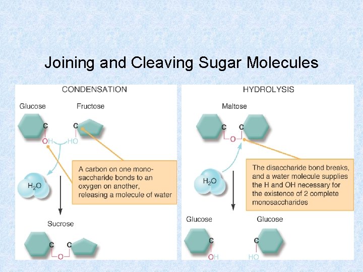 Joining and Cleaving Sugar Molecules 