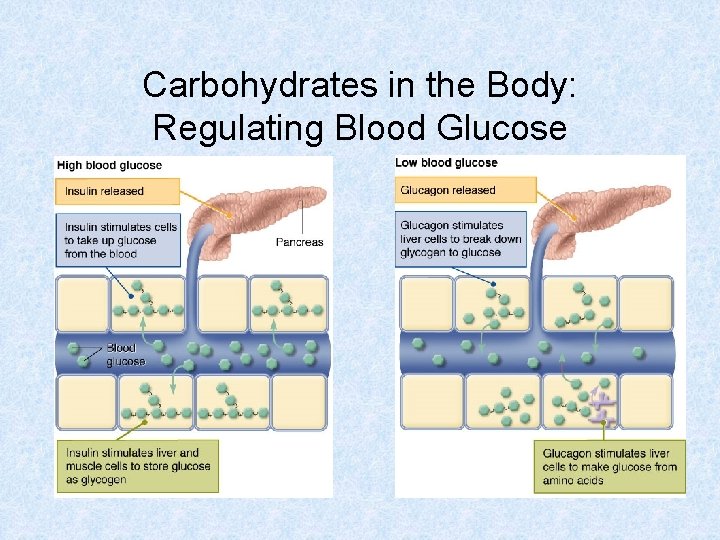 Carbohydrates in the Body: Regulating Blood Glucose 