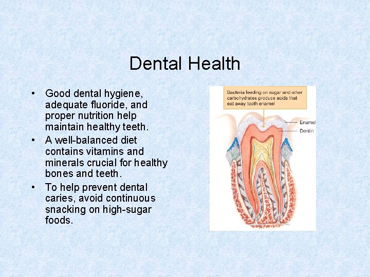 Dental Health • Good dental hygiene, adequate fluoride, and proper nutrition help maintain healthy