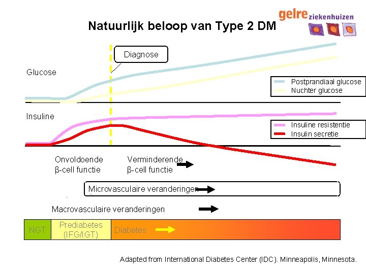 Natuurlijk beloop van Type 2 DM Diagnose Glucose Postprandiaal glucose Nuchter glucose Insuline resistentie