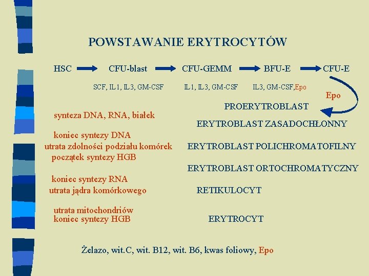 POWSTAWANIE ERYTROCYTÓW HSC CFU-blast CFU-GEMM BFU-E CFU-E SCF, IL 1, IL 3, GM-CSF, Epo