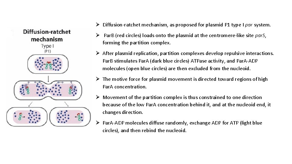 Ø Diffusion-ratchet mechanism, as proposed for plasmid P 1 type I par system. Ø
