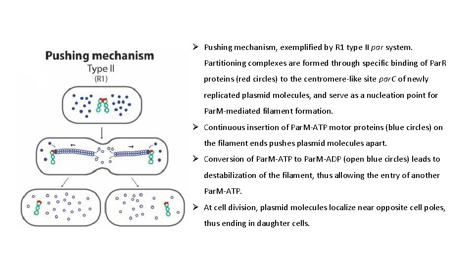 Ø Pushing mechanism, exemplified by R 1 type II par system. Partitioning complexes are