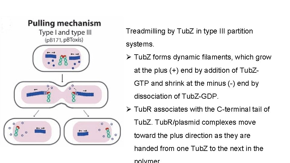 Treadmilling by Tub. Z in type III partition systems. Ø Tub. Z forms dynamic