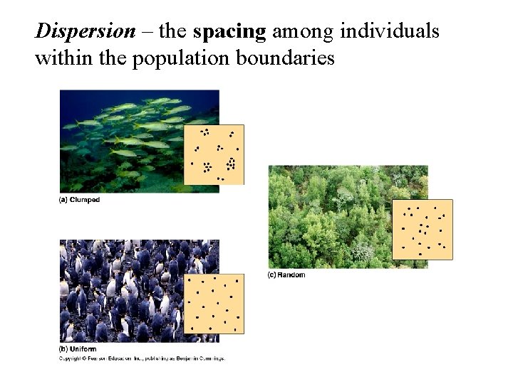 Dispersion – the spacing among individuals within the population boundaries 