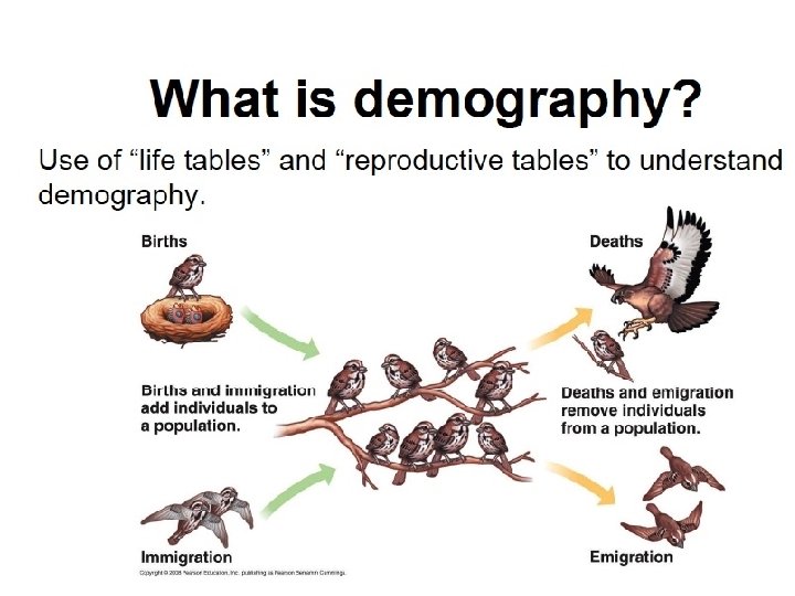 Demography Study of the vital statistics of populations and how they change over time