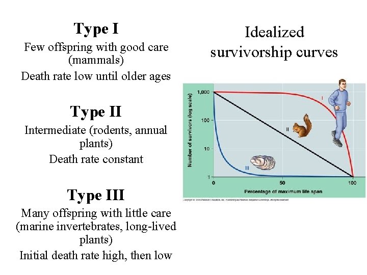 Type I Few offspring with good care (mammals) Death rate low until older ages