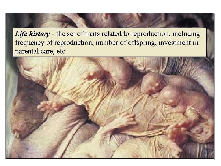 Life history - the set of traits related to reproduction, including frequency of reproduction,