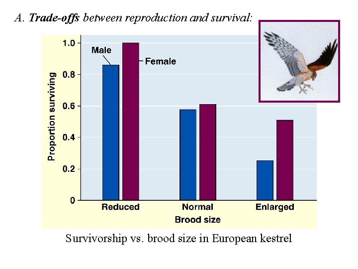A. Trade-offs between reproduction and survival: Survivorship vs. brood size in European kestrel 