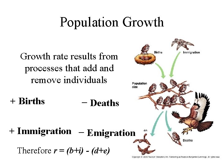 Population Growth rate results from processes that add and remove individuals + Births −