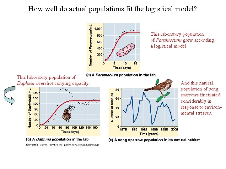 How well do actual populations fit the logistical model? This laboratory population of Paramecium