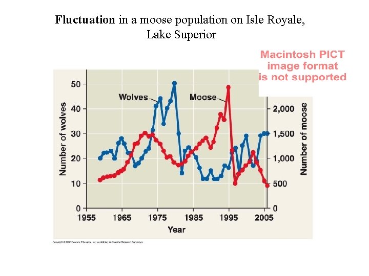 Fluctuation in a moose population on Isle Royale, Lake Superior 