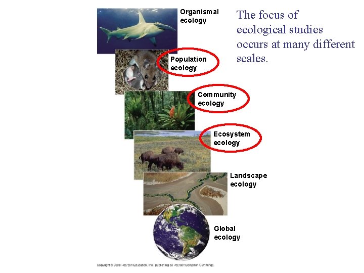 Organismal ecology The focus of ecological studies occurs at many different scales. Population ecology