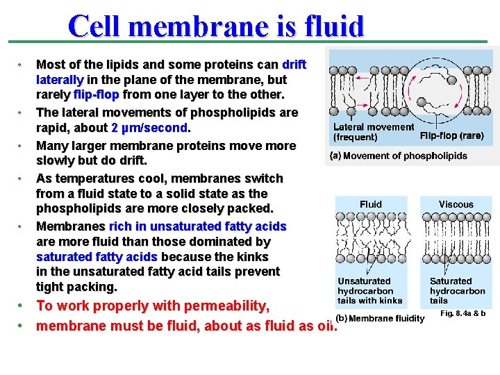 Cell membrane is fluid • • • Most of the lipids and some proteins