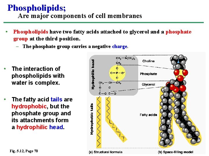 Phospholipids; Are major components of cell membranes • Phospholipids have two fatty acids attached