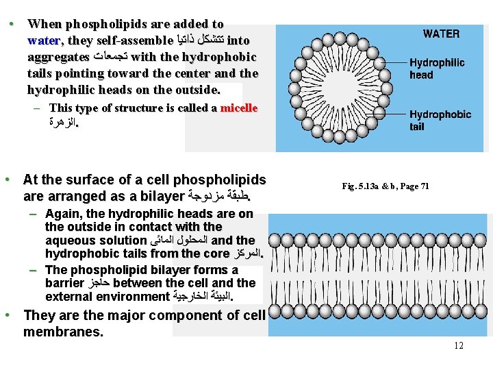  • When phospholipids are added to water, they self-assemble ﺗﺘﺸﻜﻞ ﺫﺍﺗﻴﺎ into aggregates