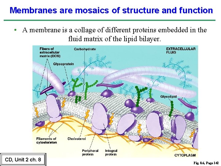 Membranes are mosaics of structure and function • A membrane is a collage of