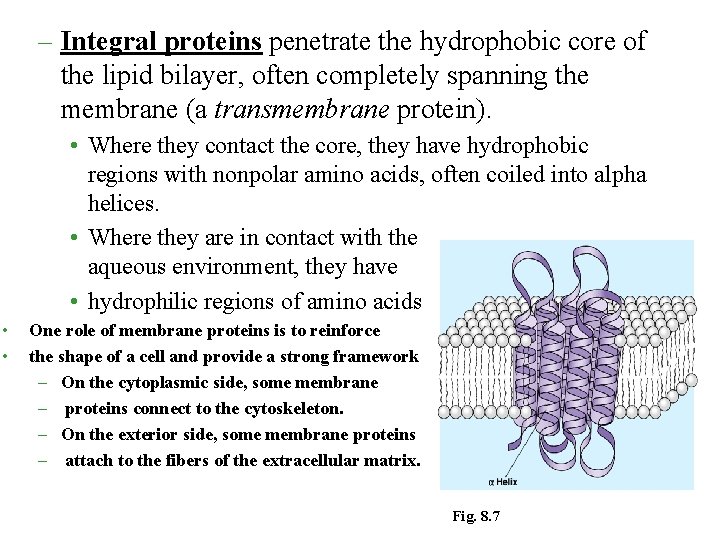 – Integral proteins penetrate the hydrophobic core of the lipid bilayer, often completely spanning