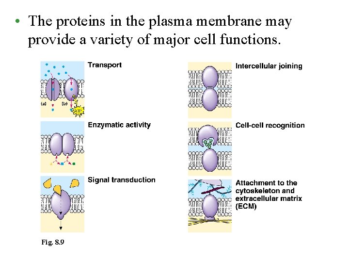  • The proteins in the plasma membrane may provide a variety of major