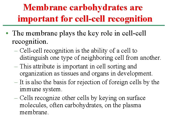 Membrane carbohydrates are important for cell-cell recognition • The membrane plays the key role