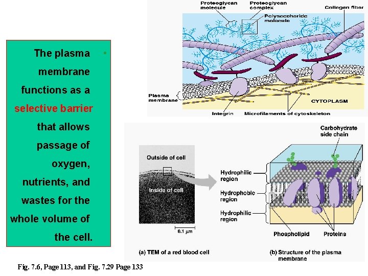 The plasma • membrane functions as a selective barrier that allows passage of oxygen,