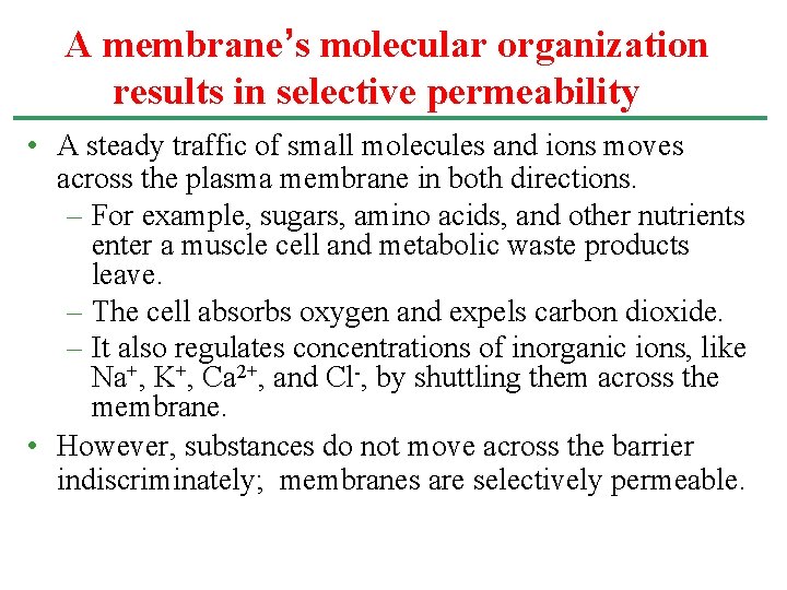 A membrane’s molecular organization results in selective permeability • A steady traffic of small