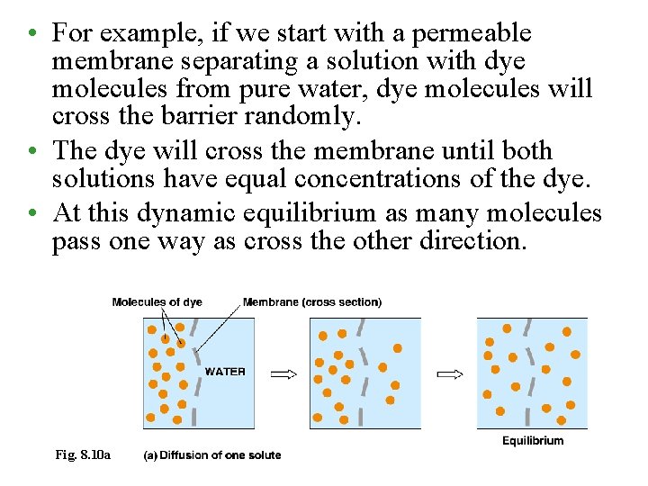  • For example, if we start with a permeable membrane separating a solution