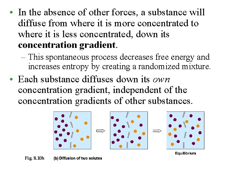  • In the absence of other forces, a substance will diffuse from where