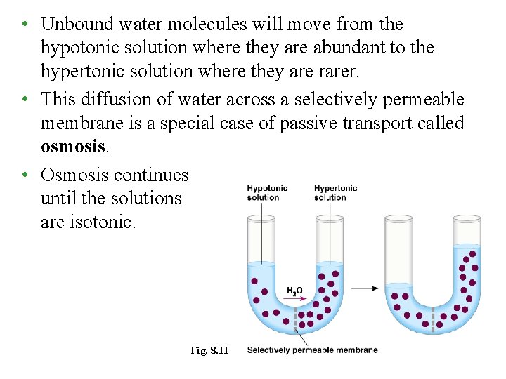 • Unbound water molecules will move from the hypotonic solution where they are